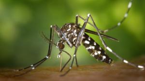 Közérdekű közlemény - szúnyoggyérítési munkálatok