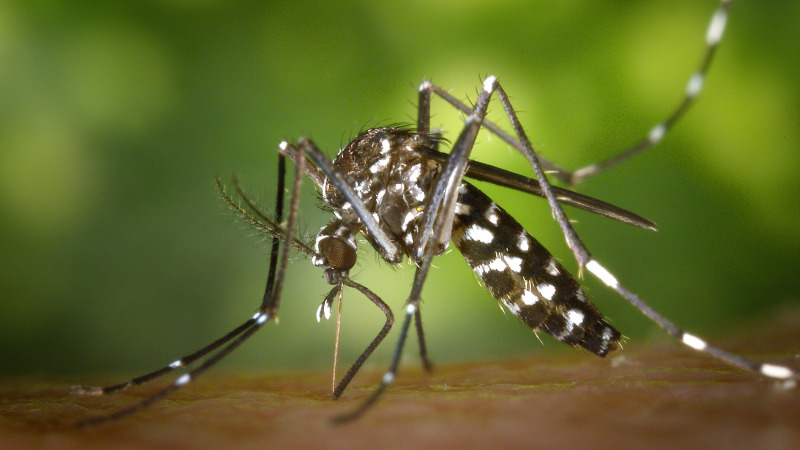 Közérdekű közlemény - földi szúnyoggyérítés 2023. május 22. 