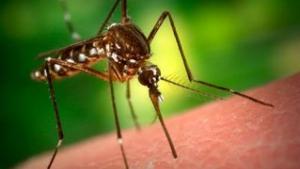 Földi kémiai szúnyoggyérítési munkálatok 2017