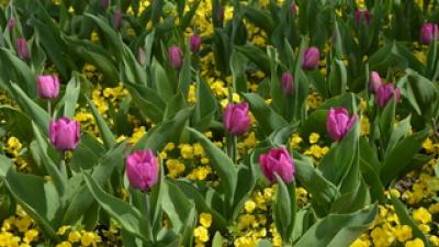 Blumen blühen im Wasser – und in der Erde von Bad Hévíz