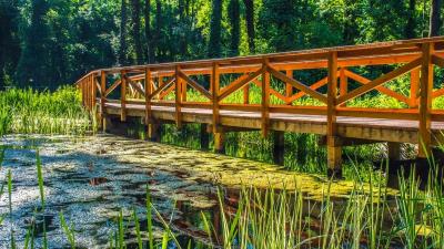 GEOBOTANICAL WALK in the Protective Forest around Lake Hévíz