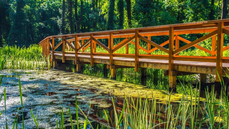 GEOBOTANICAL WALK in the Protective Forest around Lake Hévíz