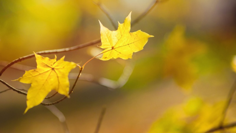 OKTOBER PROGRAMMTIPPS IN HÉVÍZ UND AM WESTBALATON