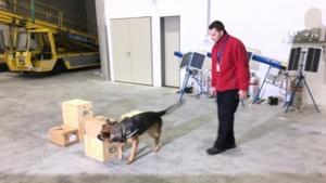 Robbanóanyag-kereső kutyák a reptéren