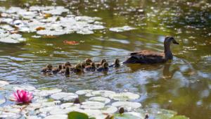 Was passiert im  Hévízer Seebad hinter den geschlossenen Türen?